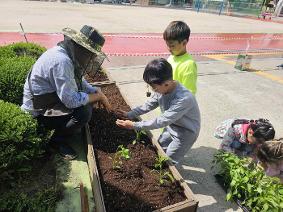 1학년 학교텃밭 가꾸기